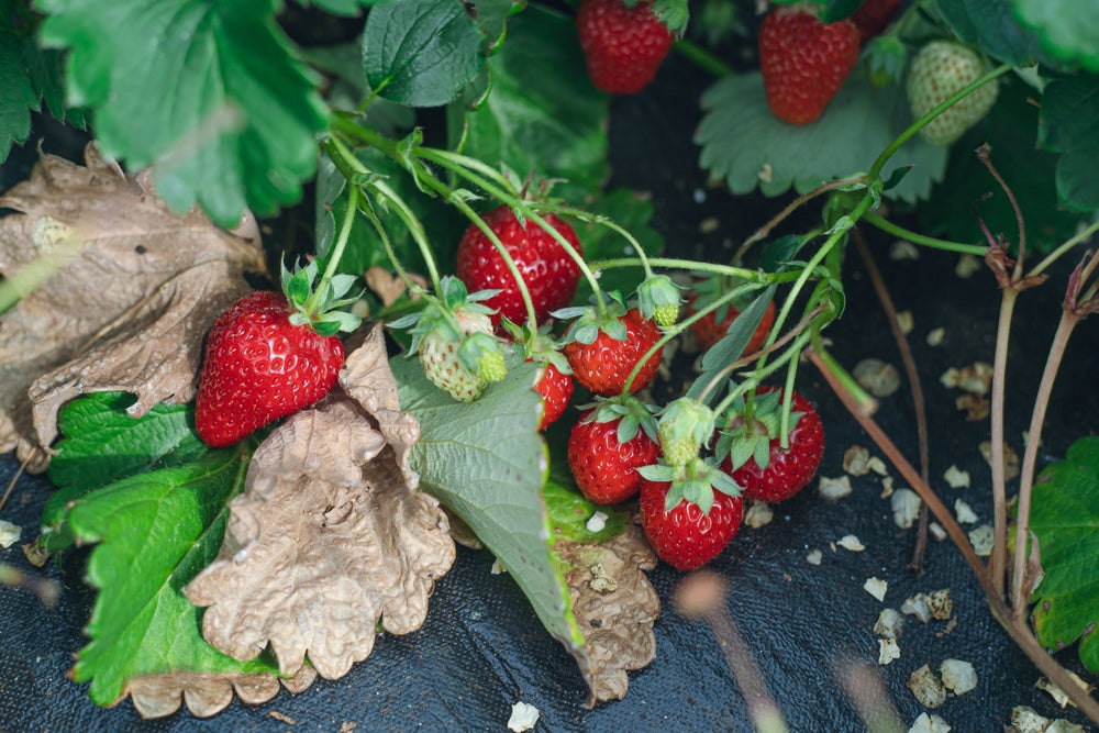 3 Reasons Why You Should Eat More Strawberries